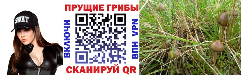 Галлюциногенные грибы прущие грибы Абаза